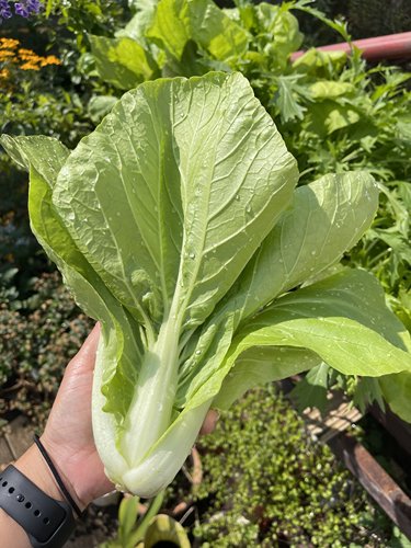 四季速生叶菜种子合集新手易栽培