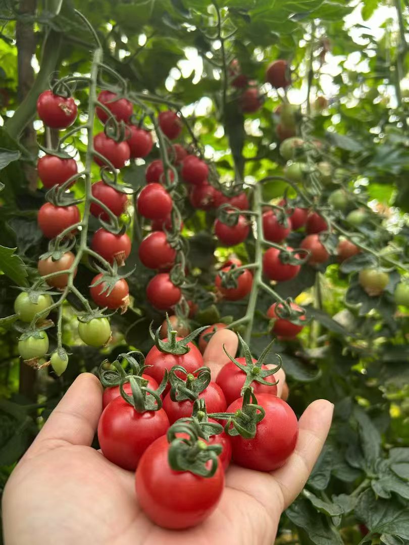 美誉樱桃番茄种子鲜味足亮度好