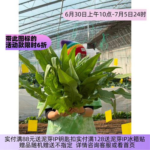 皇家油麦菜种子小叶菜种子