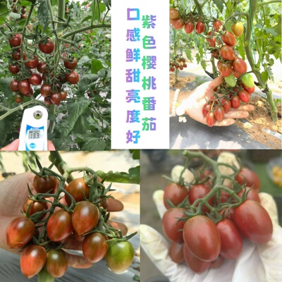 原装正品蜜莉紫色番茄种子