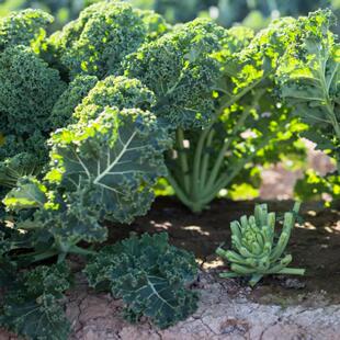 瑞克斯旺卡里罗羽衣甘蓝种子一刀切羽衣甘蓝种子土培水培均可品种