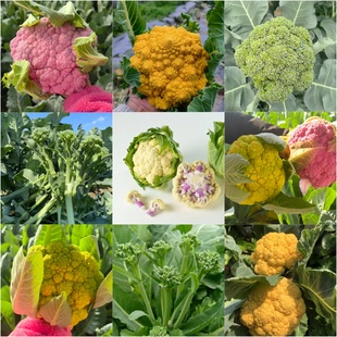 花菜种子合集彩色菜花种子宝塔菜花种子紫菜花甜茎西兰苔种子