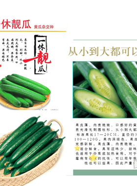 一休靓瓜黄瓜种子超甜水果黄瓜