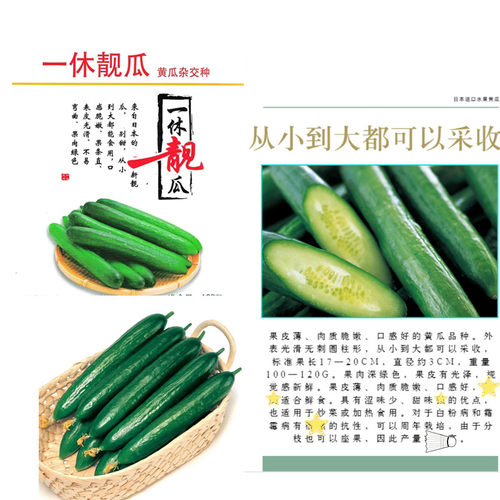 一休靓瓜黄瓜种子超甜水果黄瓜