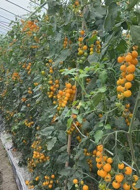 妮可番茄种子黄果番茄种子抗TY黄色樱桃番茄种子20克黄果番茄种子