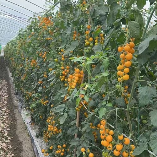 妮可黄果抗TY樱桃番茄香甜软糯