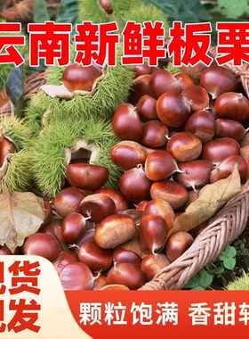 2026云南新鲜栗子现摘脆甜可口