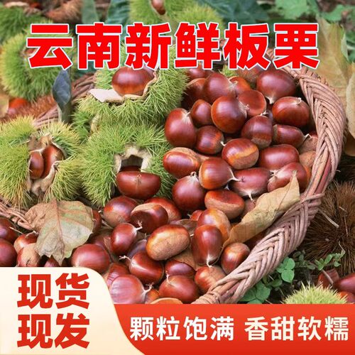 2026云南新鲜栗子现摘脆甜可口