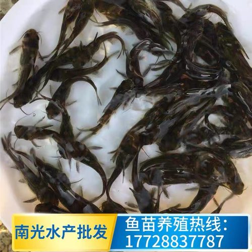 黄骨鱼苗黄丫角黄辣丁杂交快大种苗专业鱼苗养殖基地直销送货