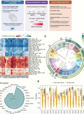 Alphafold2/3蛋白质3D结构预测蛋白同源建模autodock分子对接