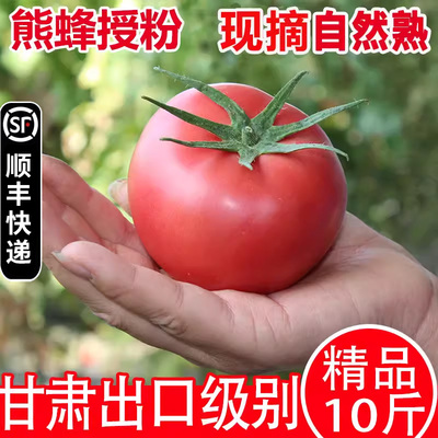 甘肃戈壁普罗旺斯西红柿