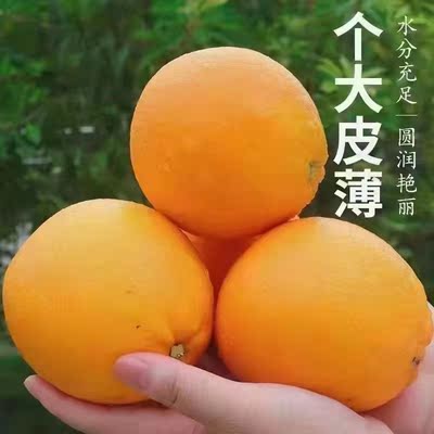 华农一科正宗赣南信丰脐橙精品果