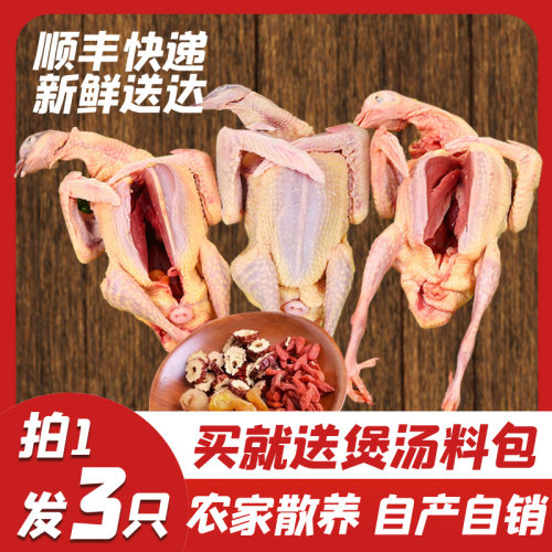 送料包鸽子农家散养现杀冷鲜包邮