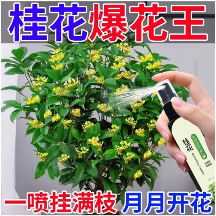 桂花树专用营养液室内植物催花促花金桂银桂四季桂树苗通用液体肥