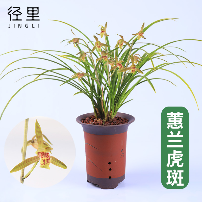 绿植金边办公室盆栽兰花苗