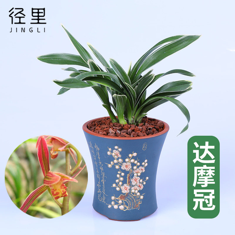 兰花 达摩冠 墨兰矮种金边室内客厅办公室阳台四季好养桌面小盆栽