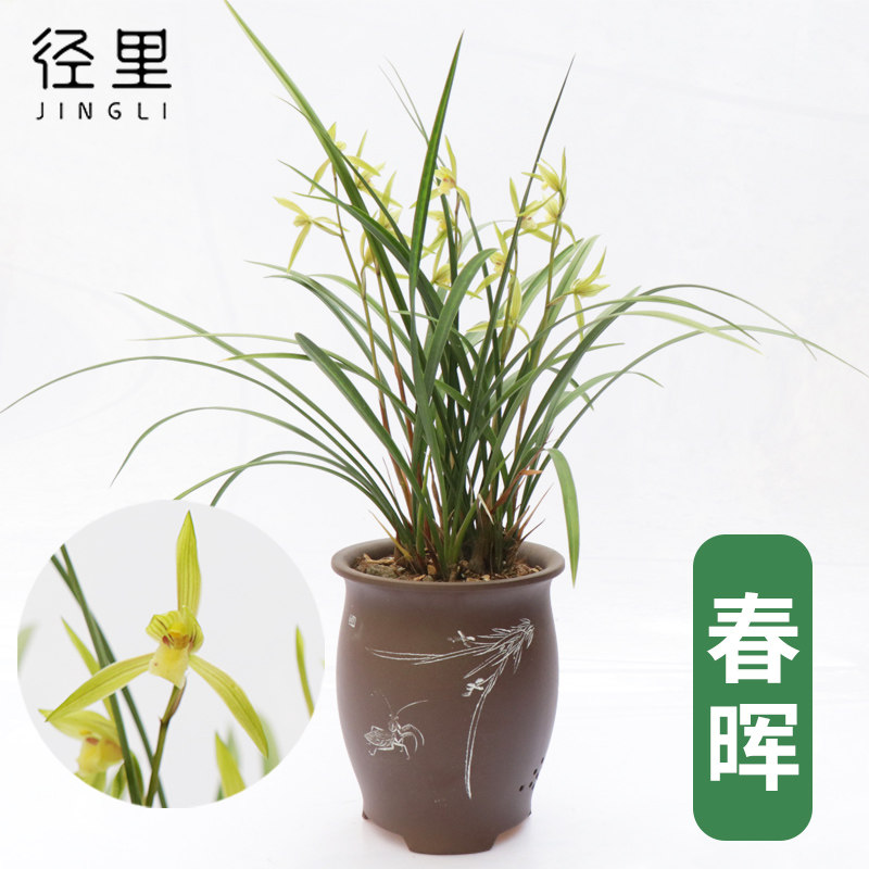 径里春晖兰花苗绿植物春丽花卉图片