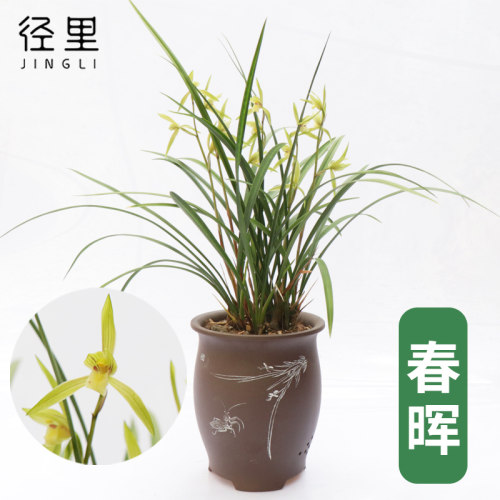 径里春晖兰花苗绿植物春丽花卉