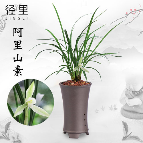 兰花苗阿里山白雪冰心春兰素花