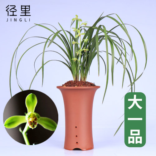 兰花苗浓香蕙兰老八种易养易活