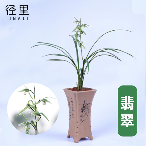 绿植翡翠客厅办公室易活好养花卉