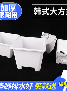 白色多肉花盆景天小方盆景天盆多肉塑料小黑方加厚花卉绿植育苗盆