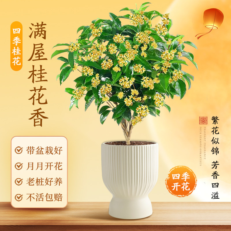 桂花树苗盆栽四季植物室内外花卉浓香老桩阳台绿植盆景四季桂