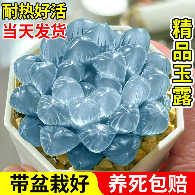 蓝镜玉露多肉植物高级桌面办公室内花卉美观懒人好养活稀有带盆栽
