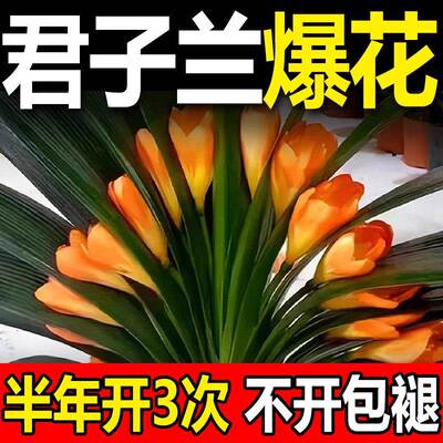 君子兰肥料专用营养液开花素治不开花拔剑促箭剂爆芽催花免稀释肥