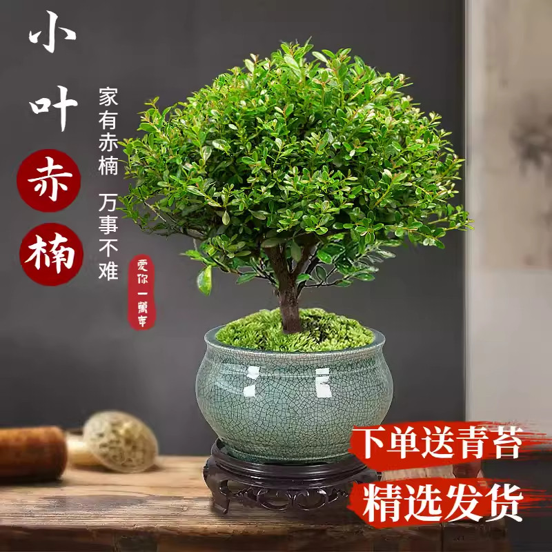 小叶赤楠老桩盆栽迷你植物花卉办公室内桌面小绿植好养四季盆景
