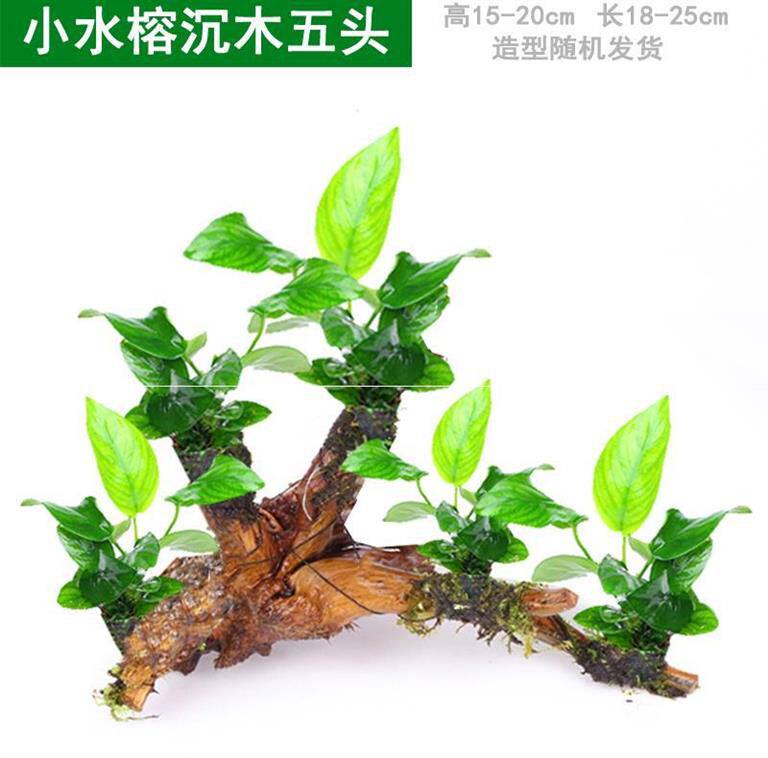 水草种类价格 水草种类图片 星期三