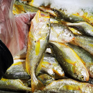 2025舟山海鲜梅童鱼新鲜梅鱼 子梅鱼大头鱼当天捕捞