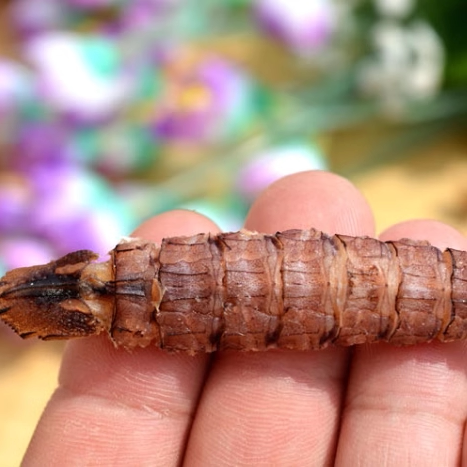 缔海皮皮虾干干货虾婆肉虾姑肉干500g富贵虾濑尿虾干温州海鲜特产