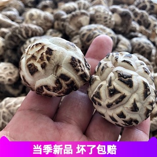 椴木花菇随州香菇特产小花菇春栽500克香菇包邮