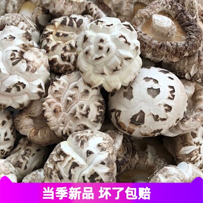 随州香菇新货出口级中号精品天白花菇干冬菇500克