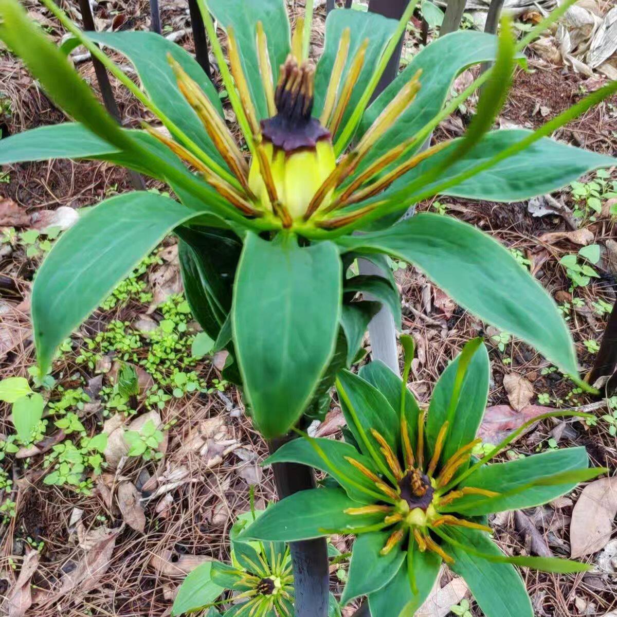 重楼苗七叶一枝花中药苗华重楼 滇重楼种苗独角莲 正宗名贵植物图片