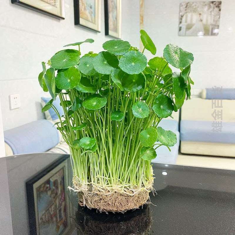 花盆号植物睡莲摆件大水生客厅家用好养草水培带叶水仙卧室铜钱-封面