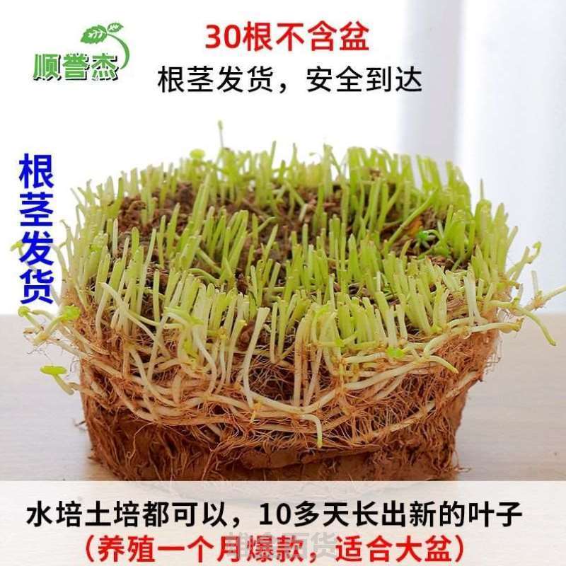 创意招财养水好养草水培养植碗莲盆栽四季铜钱客厅室内绿植卧室-封面