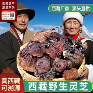 西藏波密野生灵芝 白心白肉灵芝500克波密林芝特产可搭桑黄煮水汤
