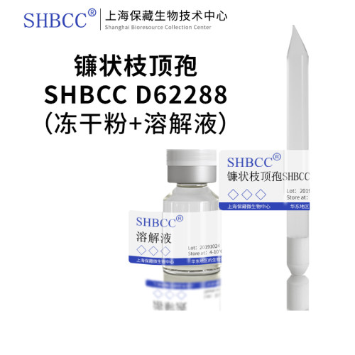 shmcc镰状枝顶孢冻干玉米粉琼脂