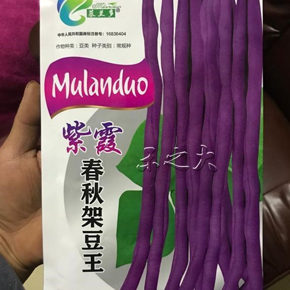 四季豆无筋豆种子 紫色无筋豆 中熟 无筋无纤维 锅里青四季豆