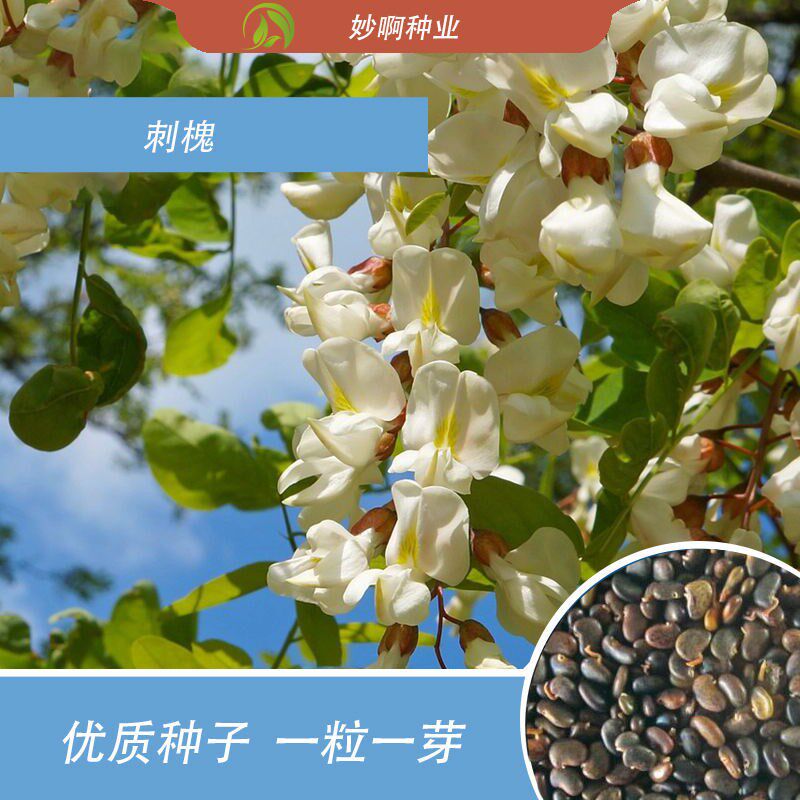 刺槐种子白花刺槐树香花槐紫穗槐种籽洋槐蜜蜂采蜜槐花黄花槐种子