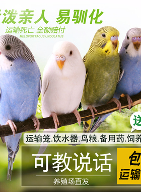 鹦鹉活鸟活物家养宠物小鸟云斑鹦鹉中小型会说话手养虎皮鹦鹉包活