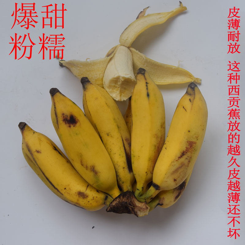 西贡蕉9斤香糯米当季水果农家自种皇帝蕉小米蕉广西新鲜薄皮粉蕉
