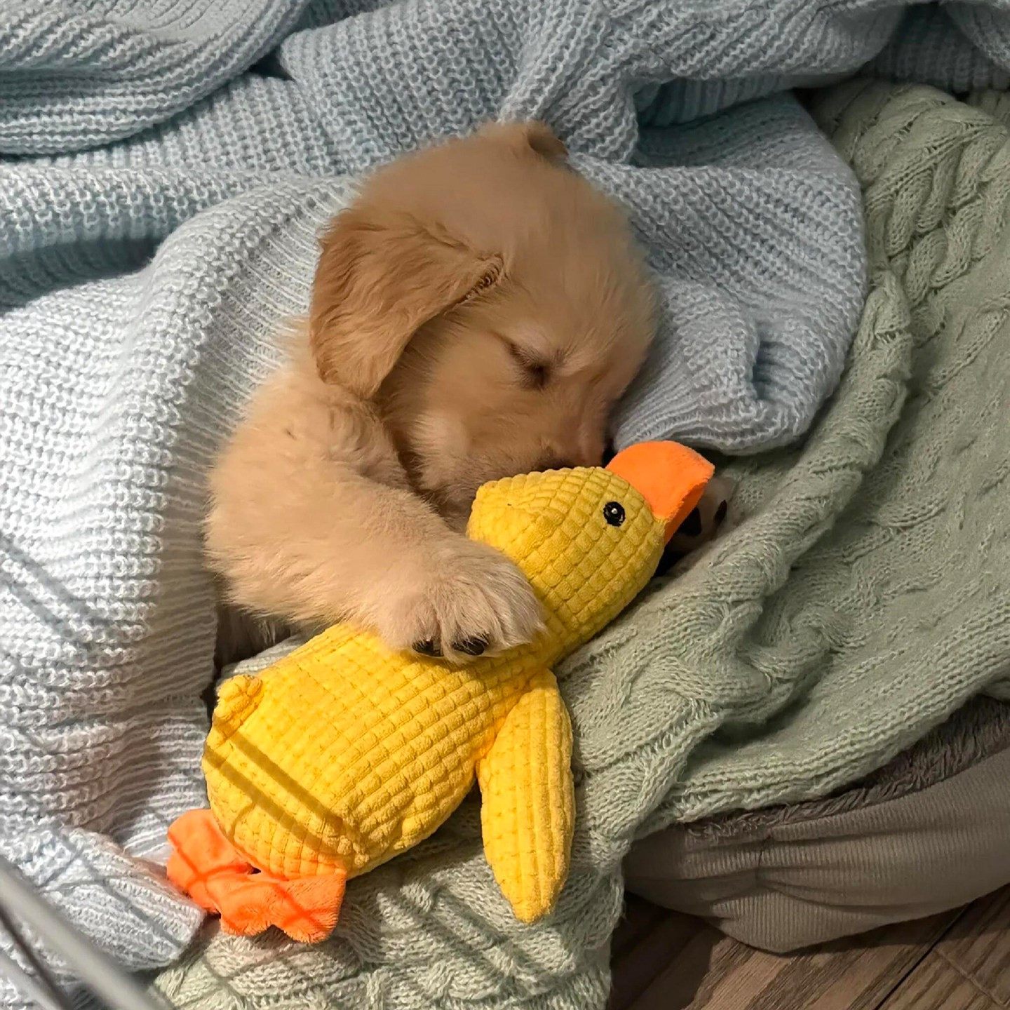 狗狗发声玩具陪伴玩偶磨牙自嗨解闷神器宠物猫狗耐啃咬毛绒玩偶,宠物/宠物食品及用品,发声玩具,淘宝优惠券,粉丝福利购,淘宝优惠卷