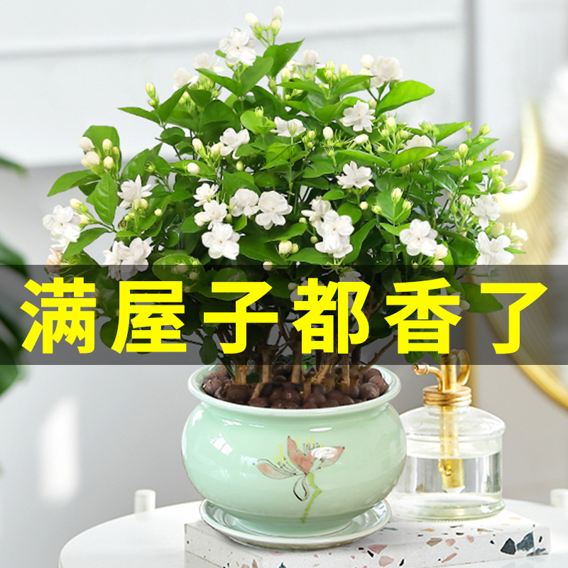 茉莉花盆栽植物室内花卉驱蚊草四季浓香虎头易活大苗老桩好养绿植