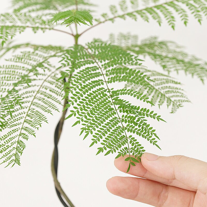 定做蓝花楹苗院盆栽客阳树台办公室内外造型绿植厅盆景庭观叶植物