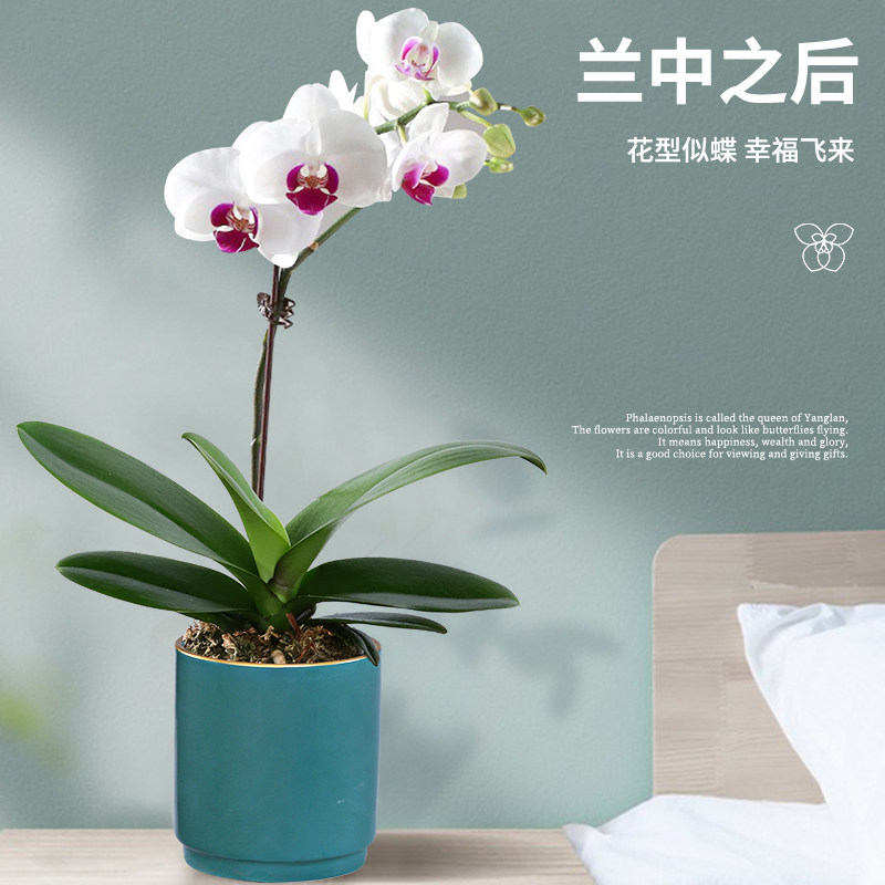 现货速发1品蝴蝶兰名栽带花苞四季开花植物E室卉花内好养盆贵兰花