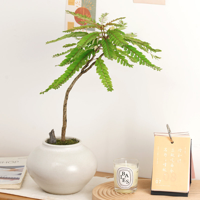 叶下珠盆栽植物室内外客厅花卉绿植四季常青阳台庭院好养易活盆景