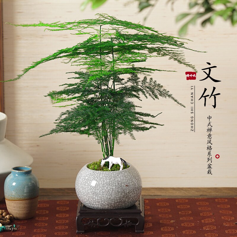 文竹盆栽植物室内吸办公桌面绿植花卉甲醛四季好养禅意竹子小盆景